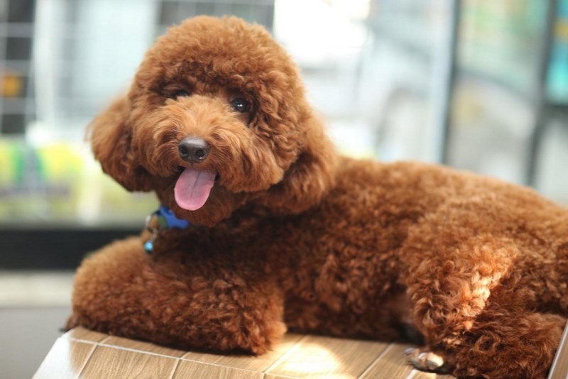 Tìm hiểu giống chó Poodle: Nguồn gốc, đặc điểm, cách nuôi, bảng giá