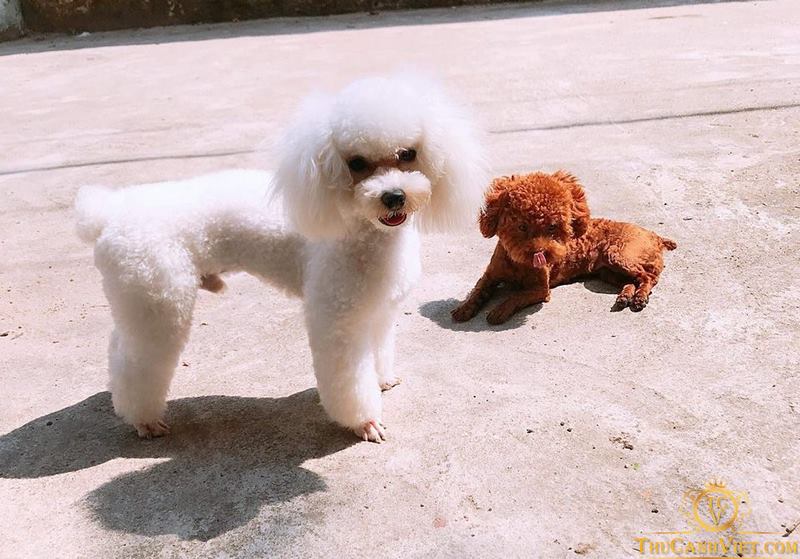 chó Poodle