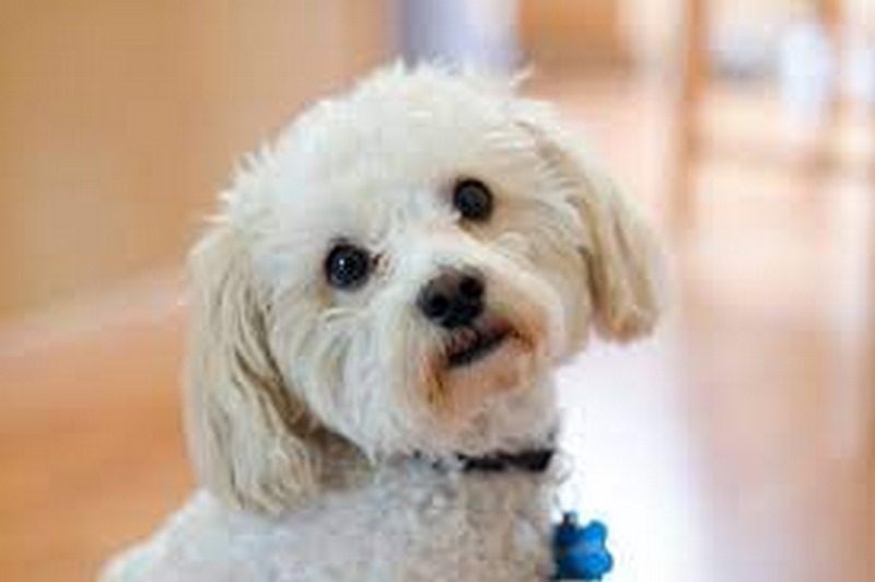 Chó Poodle lai