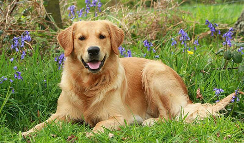 chó Golden Retriever