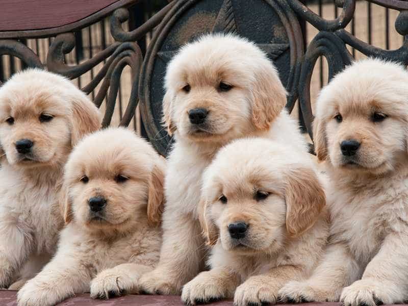 chó Golden Retriever