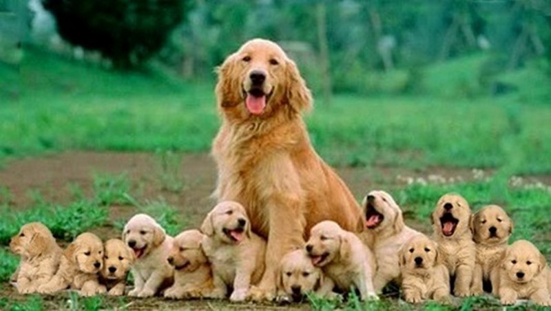 chó Golden Retriever