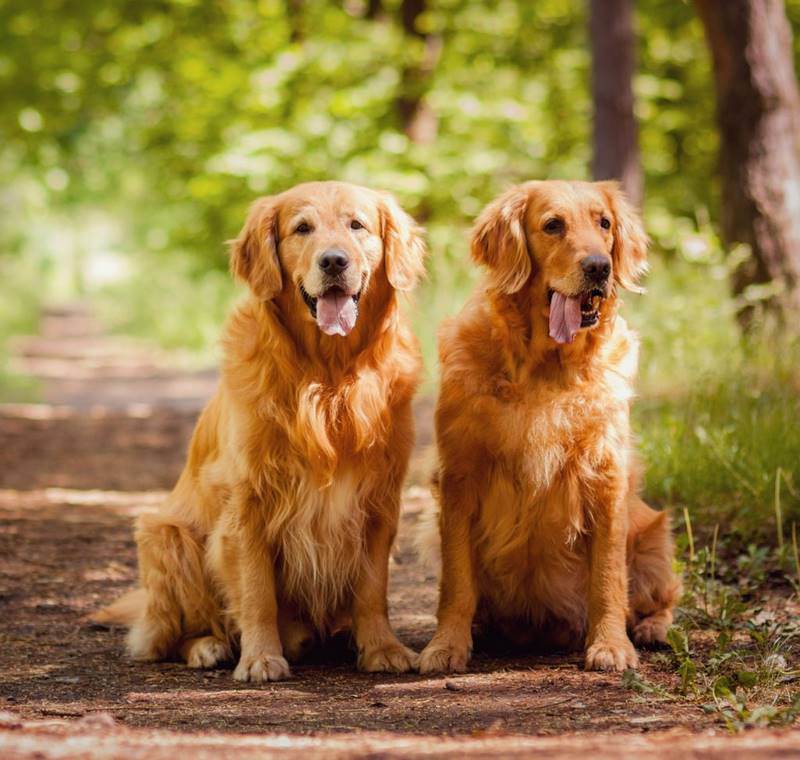 Chó Golden Retriever: Nguồn Gốc, Đặc Điểm, Cách Chăm Sóc và Giá Bán Chi Tiết