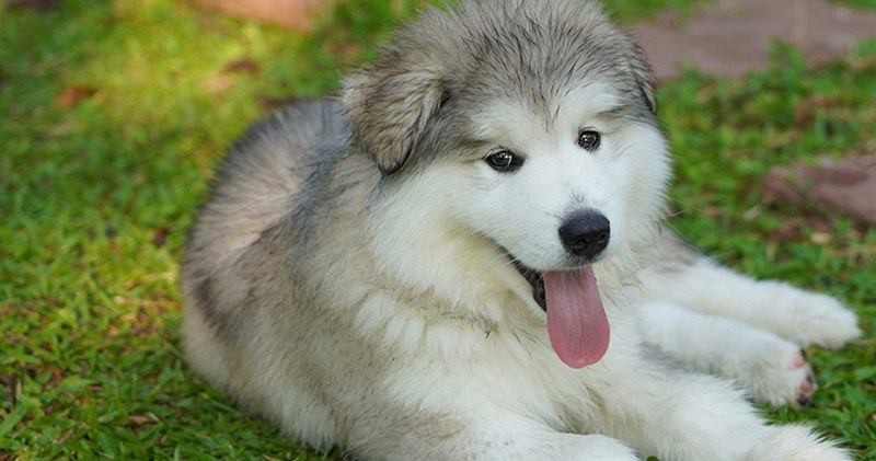 Chó Alaska giá rẻ dưới 10 triệu có thực sự thuần chủng? Tìm hiểu ngay.