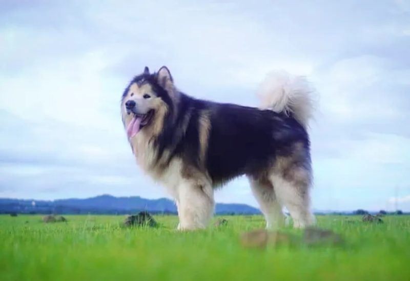 Chó Alaska khổng lồ: Đặc điểm, tính cách, ngoại hình Giant Alaska