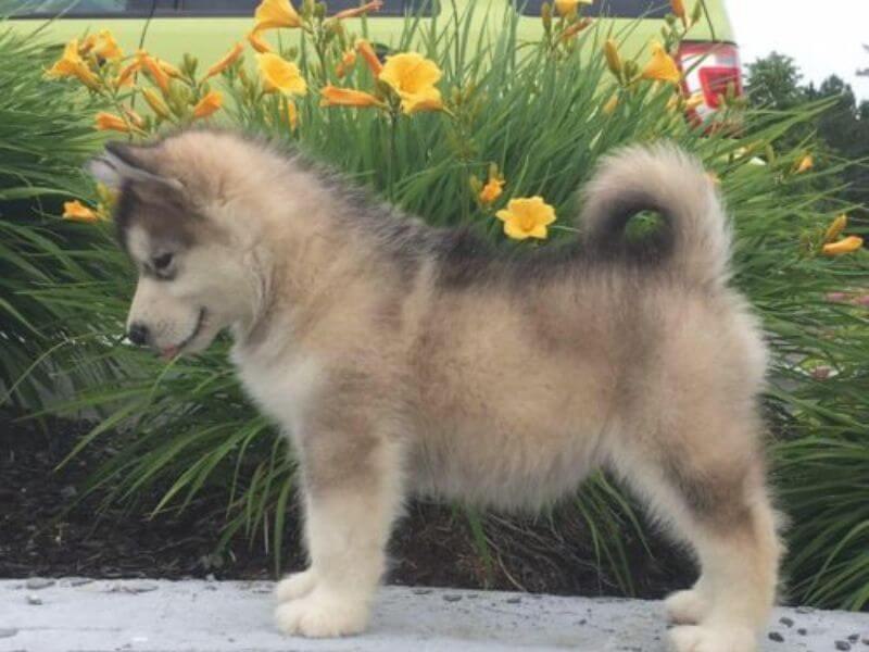 Chó Alaska lai F1 giá rẻ dưới 1 triệu có nên mua không? Tại sao?