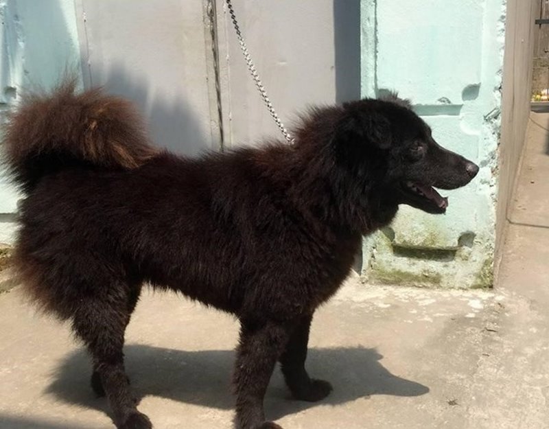 Chó Bắc Hà: Nguồn Gốc, Đặc Điểm, Cách Chăm Sóc và Giá Bán