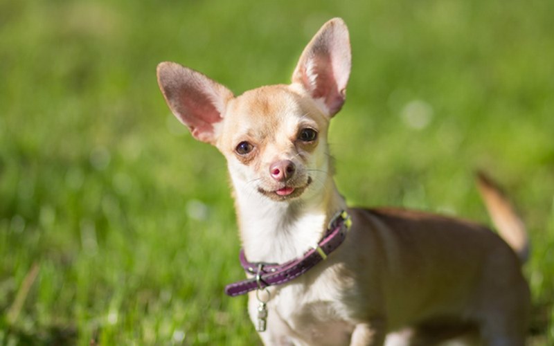 Nên mua chó Chihuahua trong độ tuổi từ 2-3 tháng