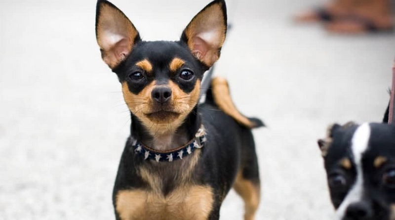 Chó Chihuahua: Hướng Dẫn Toàn Diện Về Nguồn Gốc, Cách Nuôi Và Kinh Nghiệm Mua