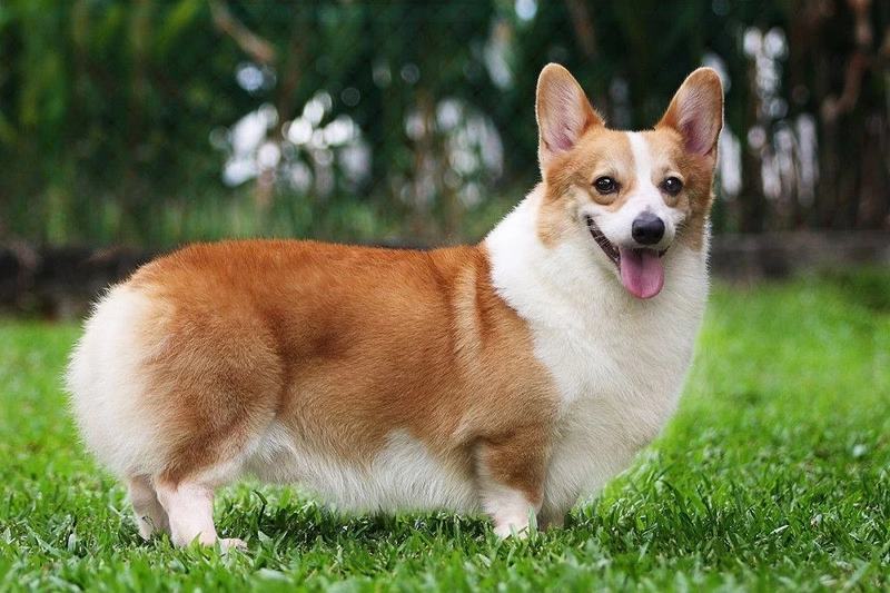 Chó Corgi: