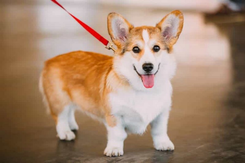 Chó Corgi: