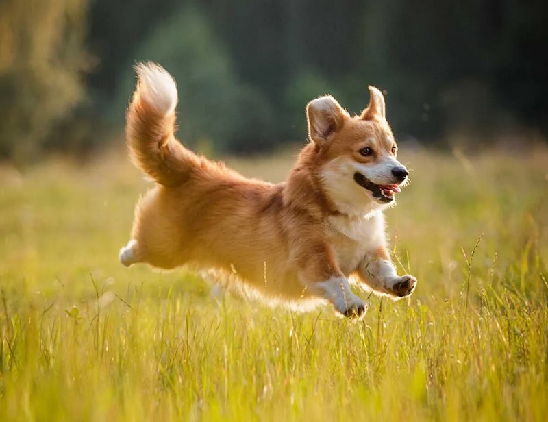Chó Corgi: Nguồn Gốc, Đặc Điểm, Cách Chăm Sóc và Giá Bán
