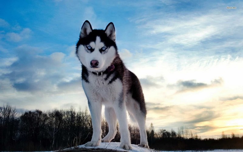 Chó Husky