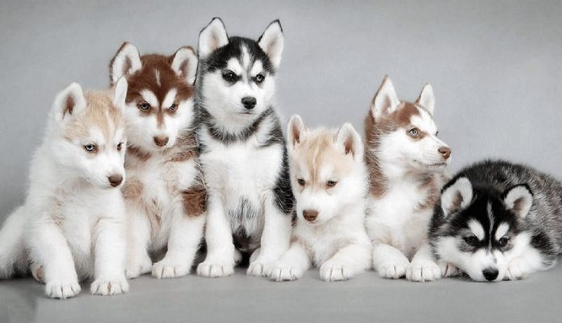 Chó Husky
