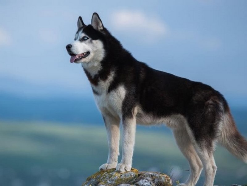 Chó Husky Siberian: Vẻ Đẹp Lôi Cuốn, Nguồn Gốc  và Những Lưu Ý Khi Nuôi
