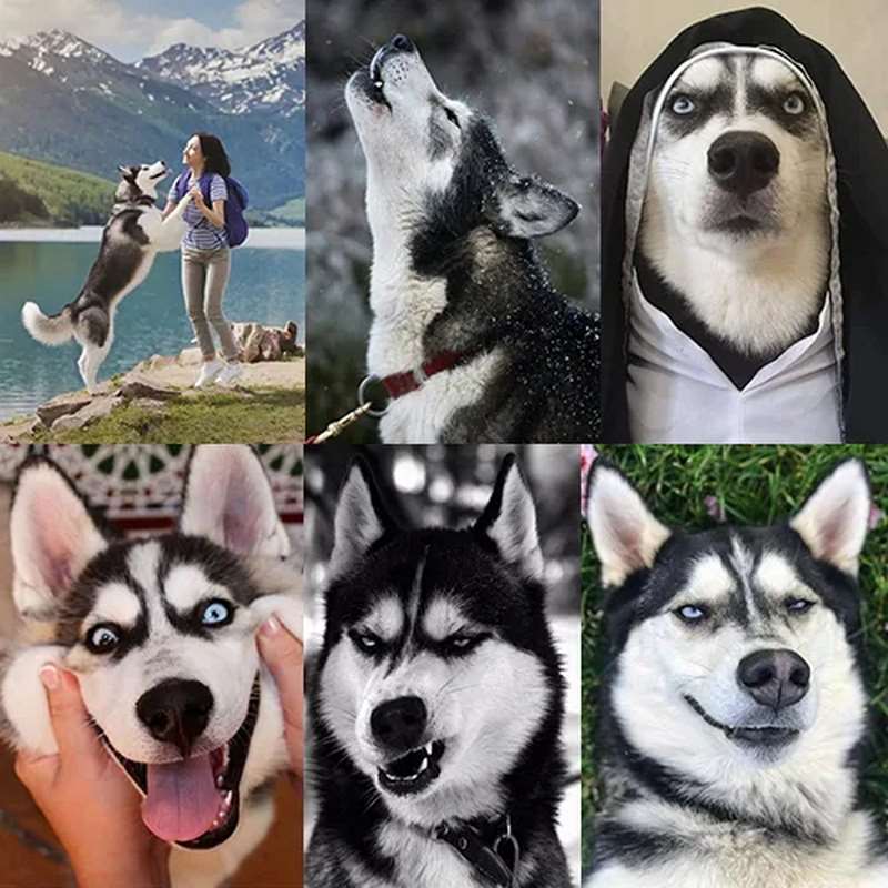 Chó Husky