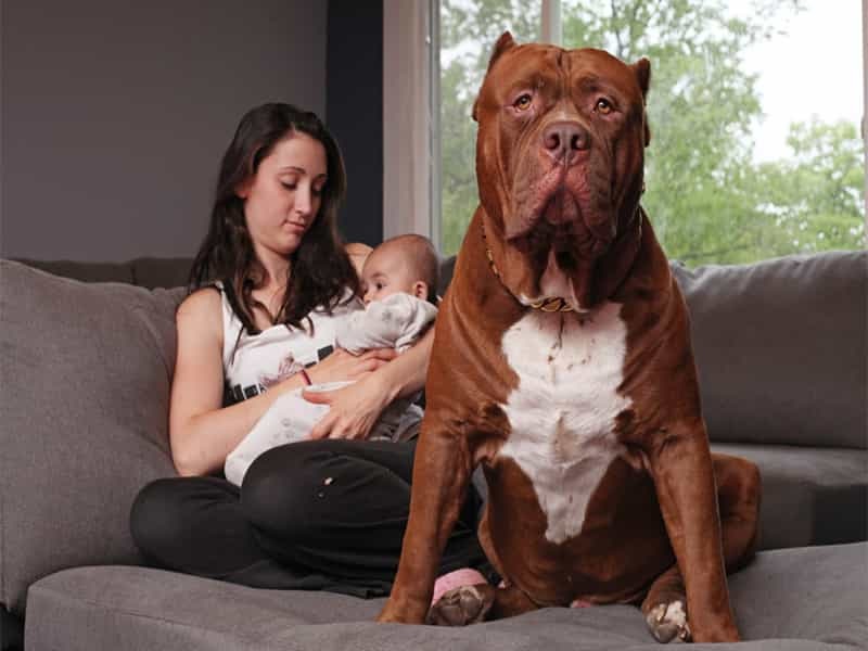 Chó Pitbull
