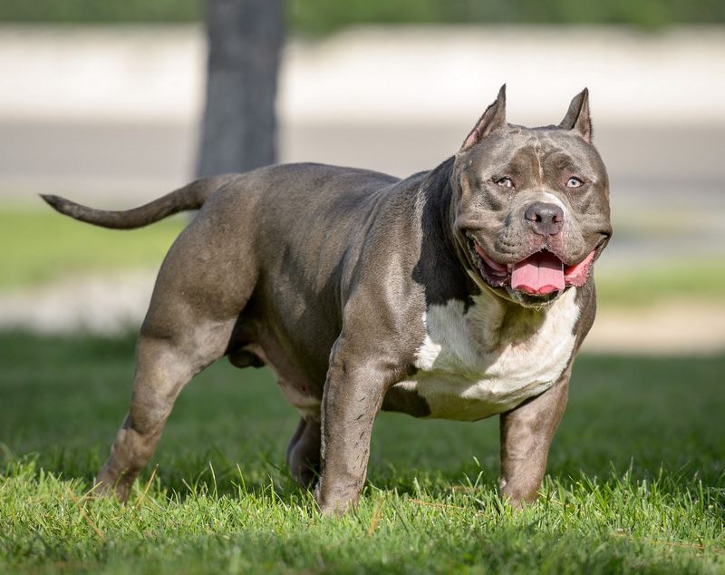 Chó Pitbull