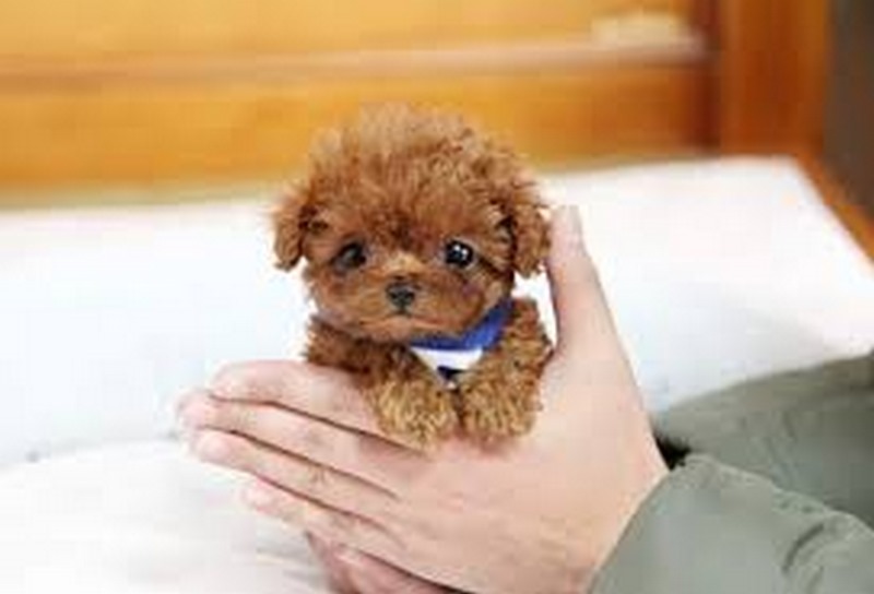 Chó Poodle Giá Bao Nhiêu? Cập Nhật Bảng Giá 2025