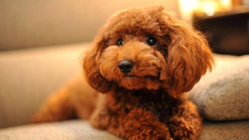 Chó Poodle Nâu
