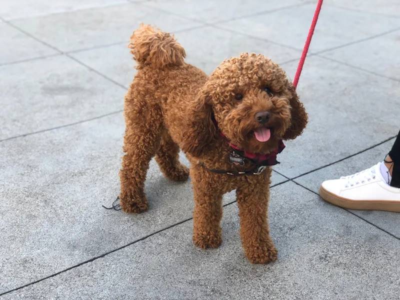 Chó Poodle Nâu