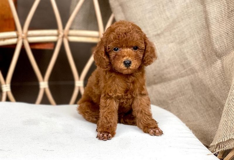 Chó Poodle Nâu