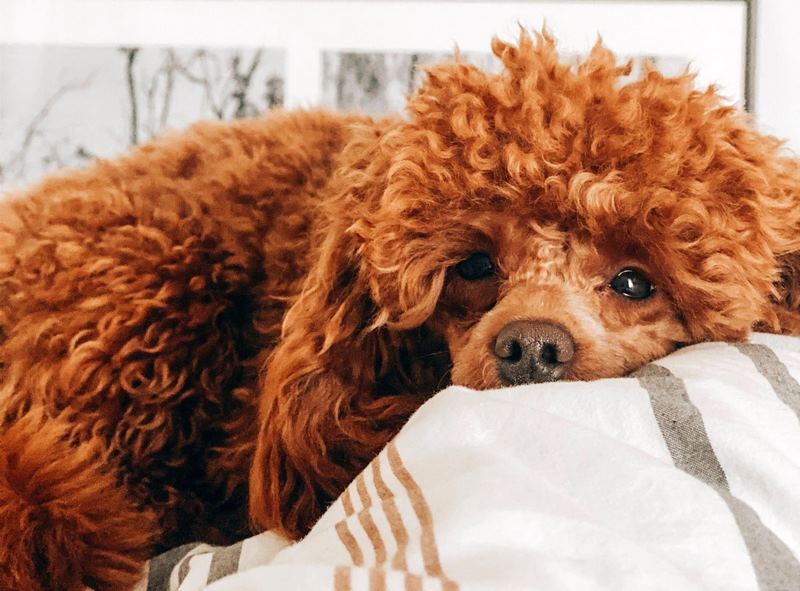 Chó Poodle Nâu: Vẻ Ngoài Đáng Yêu Và Trí Thông Minh Vượt Trội