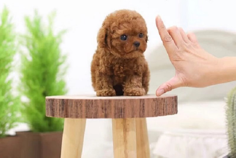 Chó Poodle Tiny: "Tiểu Bảo Bối" Đáng Yêu và Thông Minh