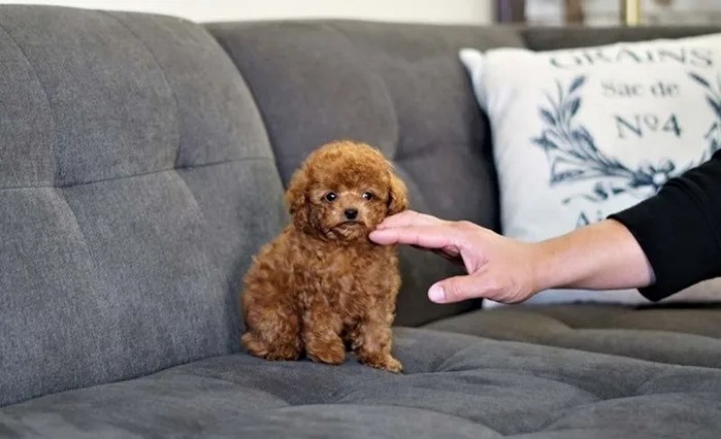 chó Poodle Tiny