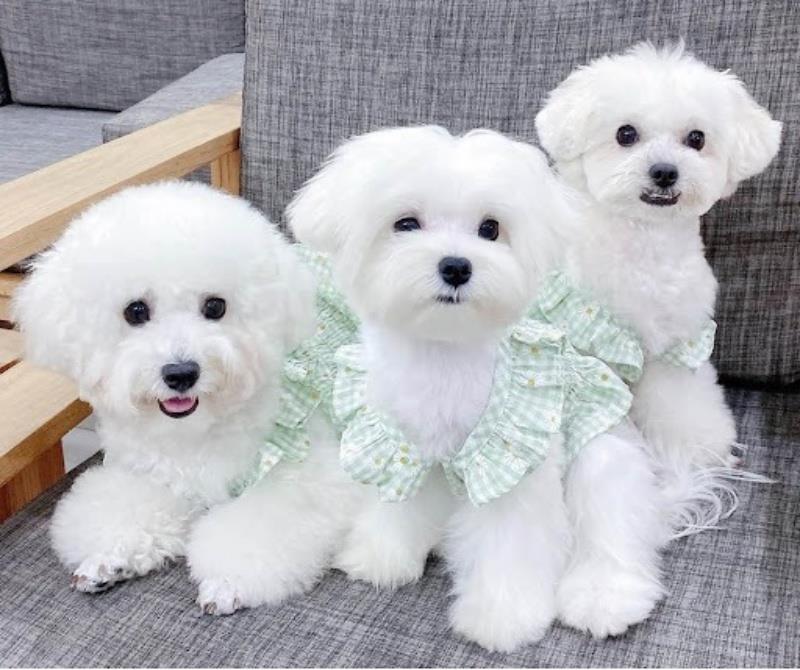 Chó Poodle Trắng