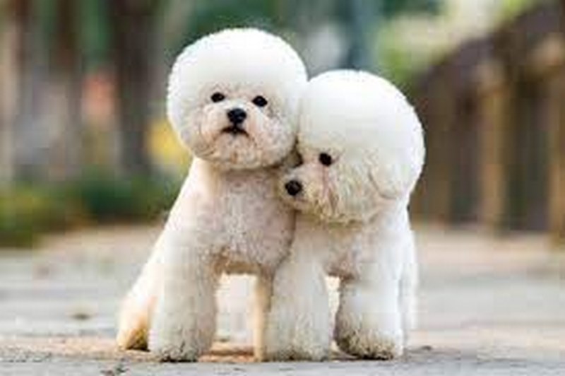 Chó Poodle Trắng