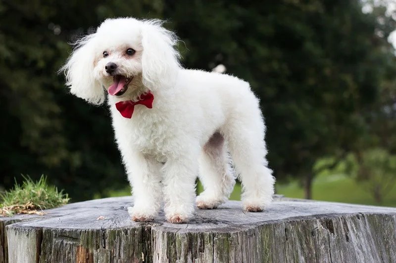 Chó Poodle Trắng: Tất tần tật điều bạn đang quan tâm