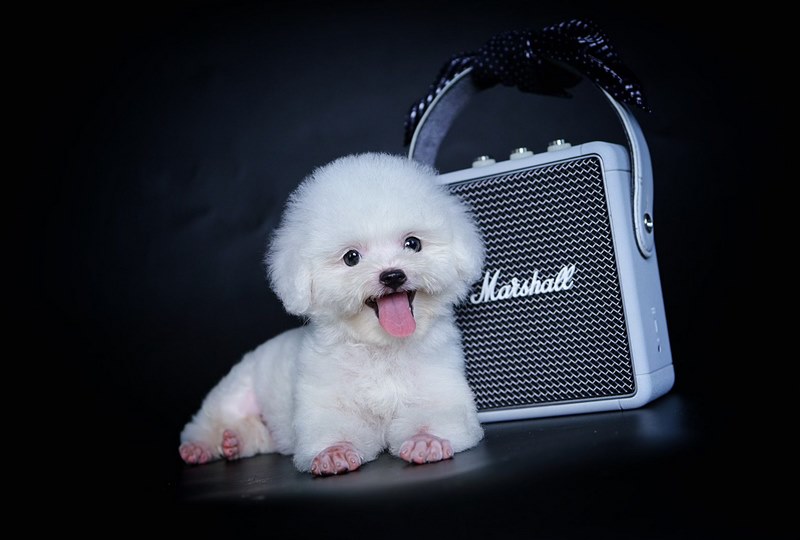 Chó Poodle Trắng