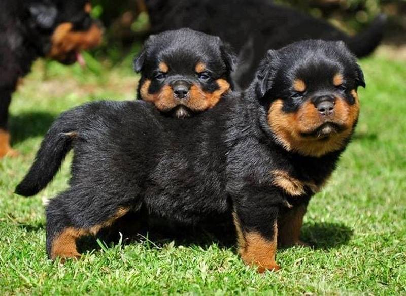Lưu Ý Khi Mua Rottweiler