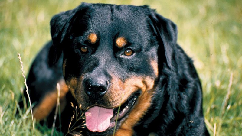 Kinh Nghiệm Mua Chó Rottweiler