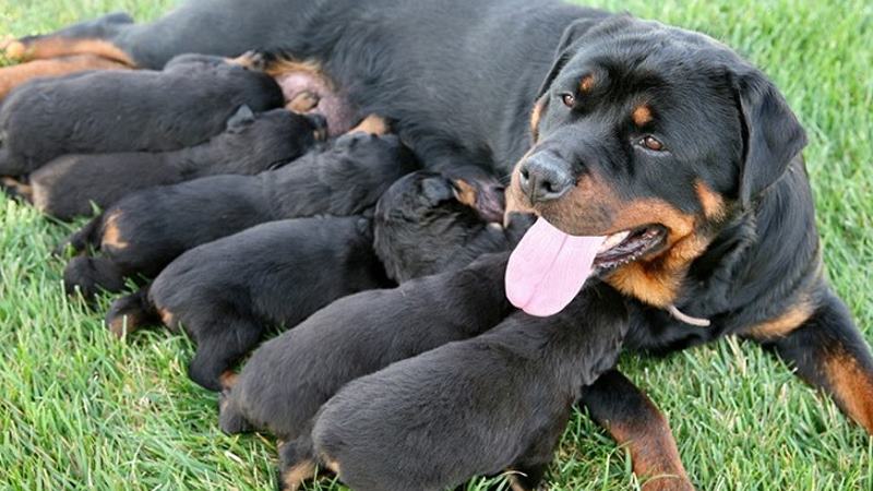 Cách Nuôi Chó Rottweiler