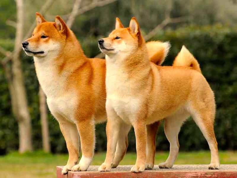 Chó Shiba