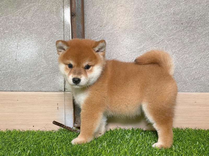 Chó Shiba