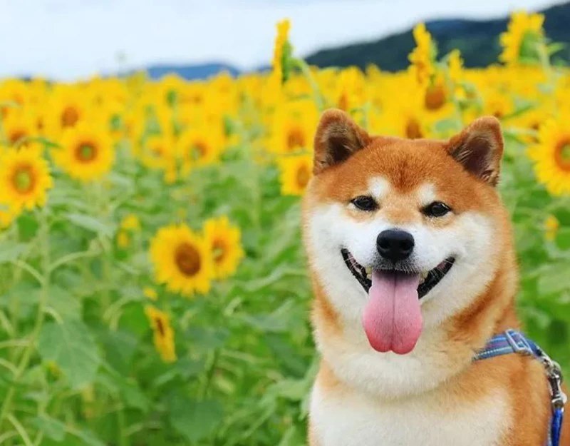 Chó Shiba Inu: Nguồn Gốc, Đặc Điểm, Cách Chăm Sóc và Giá Bán Chi Tiết