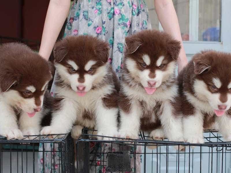 Mua chó Alaska những điều cần lưu ý bạn cần biết.