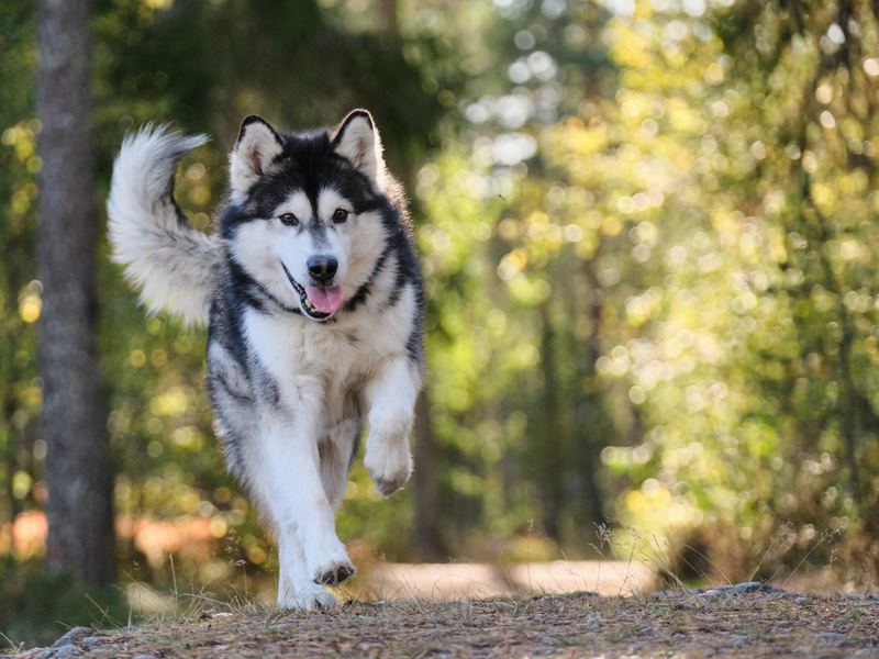 Sức khỏe Chó Alaska: Các Vấn đề Thường Gặp và Cách Xử lý