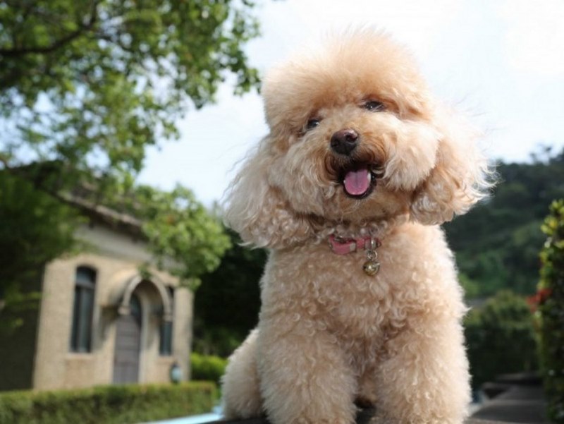 Tuổi Thọ Của Chó Poodle: Bí Quyết Để Người Bạn Bốn Chân Sống Lâu Hơn