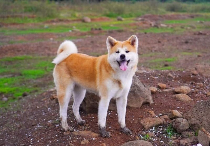 Khám Phá Chó Akita: Bí Mật Về Hachiko Và Hành Trình Nuôi Dưỡng Một Người Bạn Trung Thành