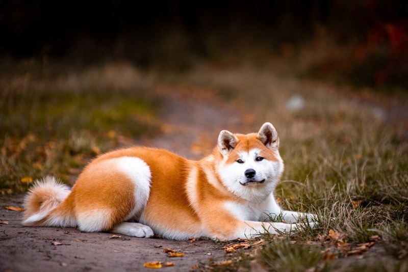Chó Hachiko – biểu tượng về lòng trung thành của Nhật Bản