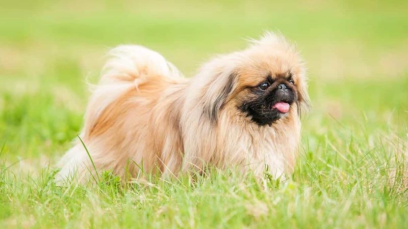 Chó Bắc Kinh: Nguồn Gốc, Cách Nuôi Và Kinh Nghiệm Mua