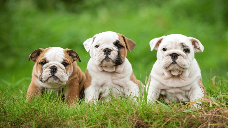 Chó Bulldog: Hướng Dẫn Toàn Diện Về Nguồn Gốc, Cách Nuôi Và Kinh Nghiệm Mua