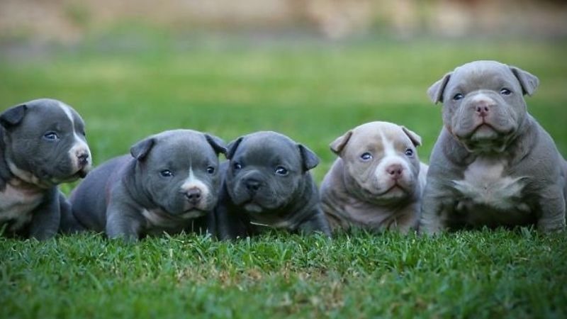 Chó Bully: Hướng Dẫn Toàn Diện Về Nguồn Gốc, Cách Nuôi Và Kinh Nghiệm Mua