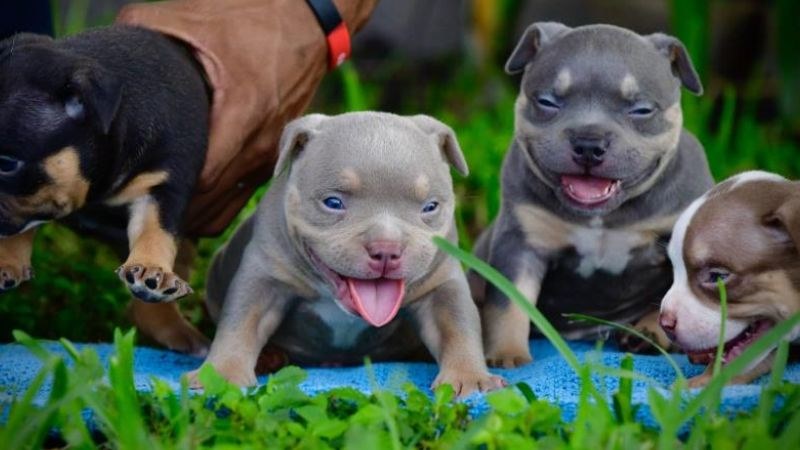 Chó Bully: Hướng Dẫn Toàn Diện Về Nguồn Gốc, Cách Nuôi Và Kinh Nghiệm Mua