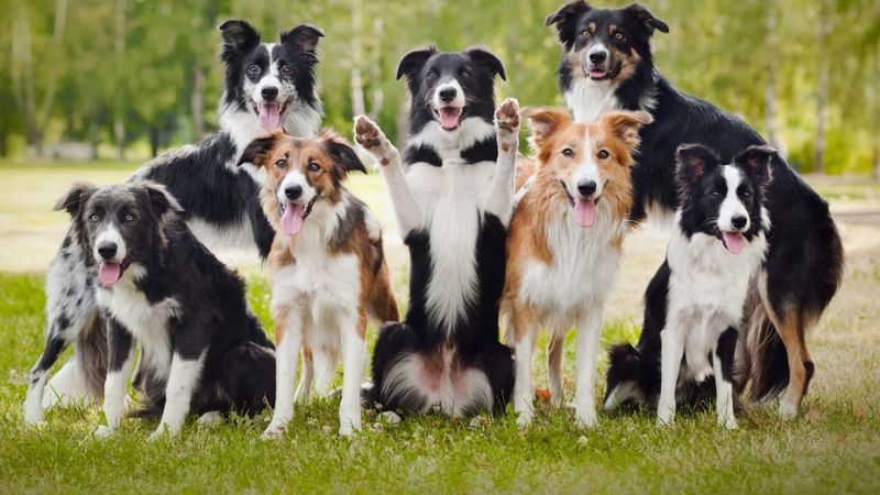 Chó Collie: Bí Quyết Nuôi Dưỡng “Lassie” Thanh Lịch Và Trung Thành