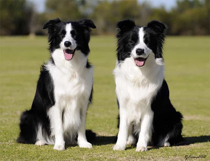 Các Giống Chó Collie: Thông Tin, Đặc Điểm và Chăm Sóc